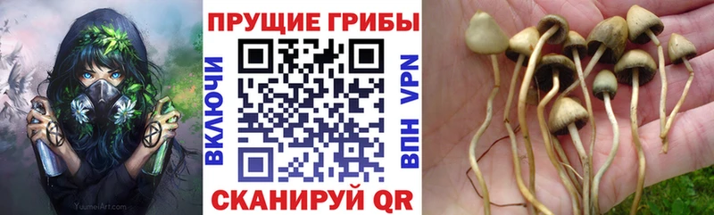 как найти закладки  это клад  Псилоцибиновые грибы мухоморы  Баксан 